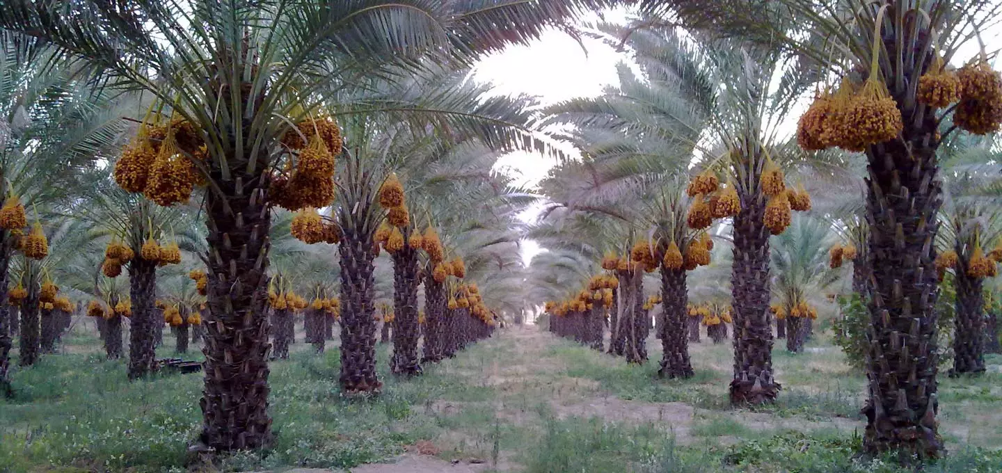 پوشش گیاهی استان بوشهر