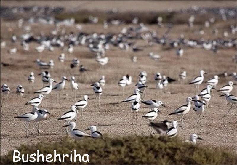مناطق حفاظت شده استان بوشهر - پارک ملی دیر نخیلو 