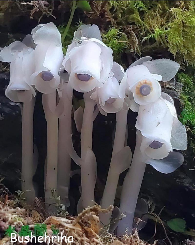 گیاه شبح (Monotropa uniflora) 