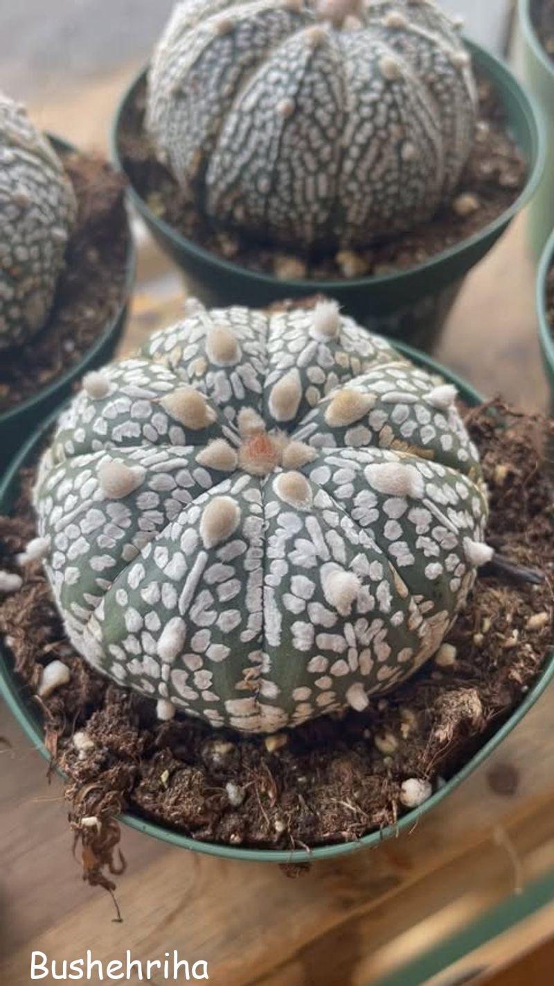 کاکتوس خارپشت دریایی (Astrophytum asterias) 