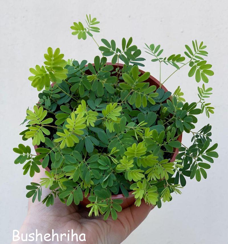 گیاه حساس (Mimosa pudica) 